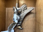 Taxidermy of Pinto Bean the squirrel in Champaign, Illinois