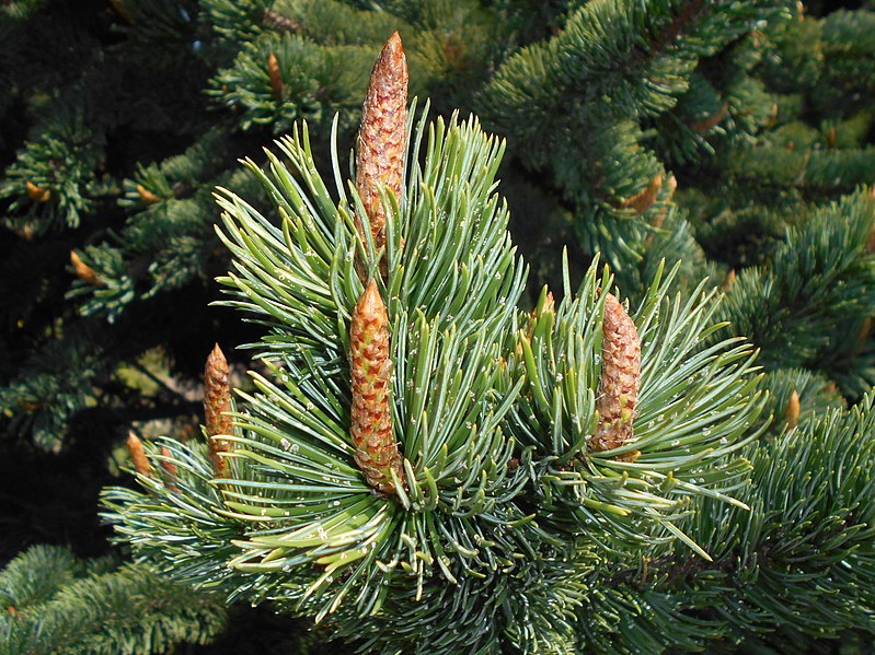 File:Pinus aristata 2018-05-22 2347.jpg