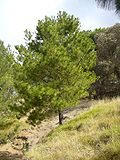 Smámynd fyrir Pinus greggii
