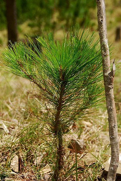 File:Pinus kesiya seedling MtUgo.jpg