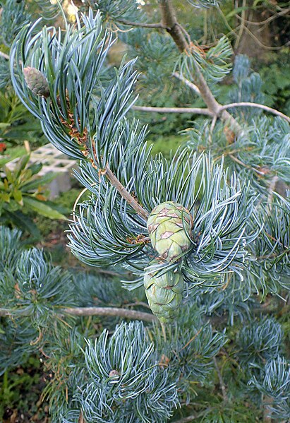 File:Pinus wangii subsp kwangtungensis kz4.jpg