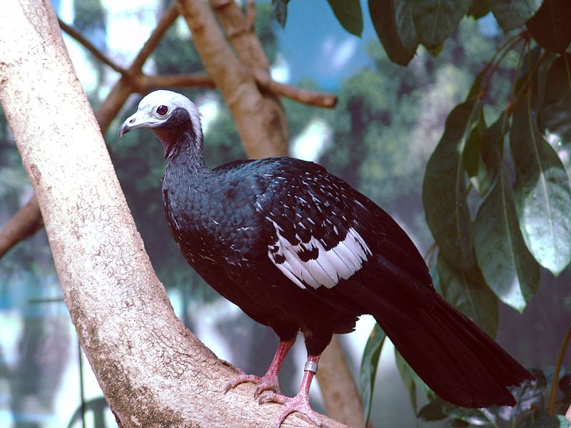 File:Pipile cumanensis (Denver Zoo)a.jpg