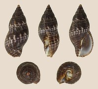 Pisania jenningsi, shell