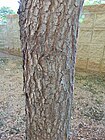 Pistacia chinensis bark.jpg