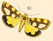 Pl.108-26-Acontia guttifera.JPG