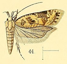 Pl.5-сурет.44-Dichomeris marmoratus (Уолсингем, 1891) (Ypsolophus) .jpg