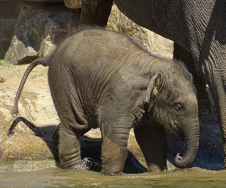 File:Planckendael zoo baby Asian elephant 07.jpg