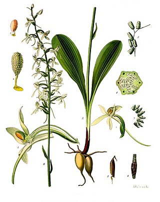 <i>Platanthera bifolia</i> Species of orchid