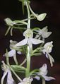 Platanthera × hybrida Germany - Taubergrund