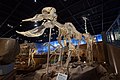 * Nomination: Skeletal mount of Platybelodon --Tiouraren 15:02, 14 July 2022 (UTC) * * Review needed