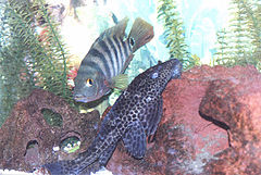 Mayaheros urophthalmus with Hypostomus plecostomus.