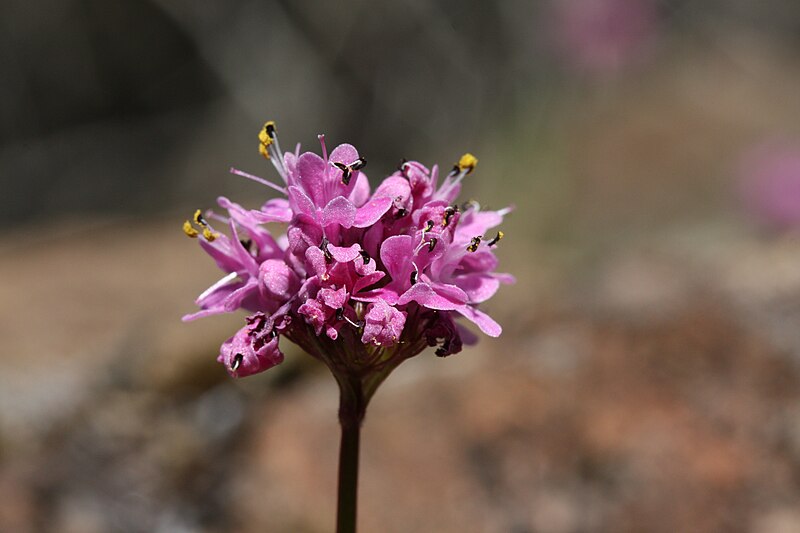 File:Plectritis congesta 6664.JPG