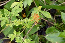 Podandrogyne mathewsii = Podandrogyne brachycarpa (Cleomaceae) (29416022540).jpg