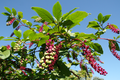 Fruit; Williamsport, Warren County, Indiana