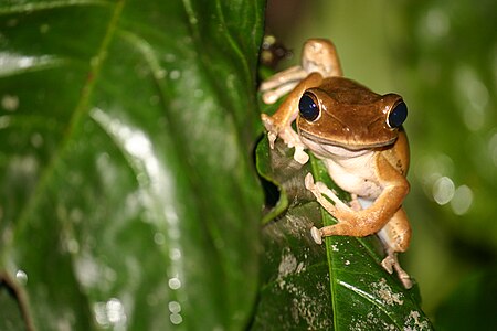 Polypedates pseudocruciger