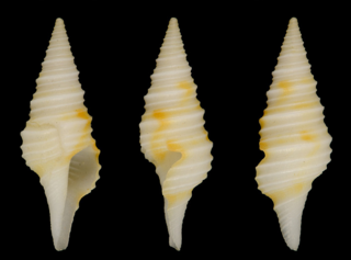 <i>Polystira bayeri</i> Species of gastropod