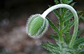 2011-04-19T07:13:59Z : user:Raghith : File:Poppy bud 1r.jpg