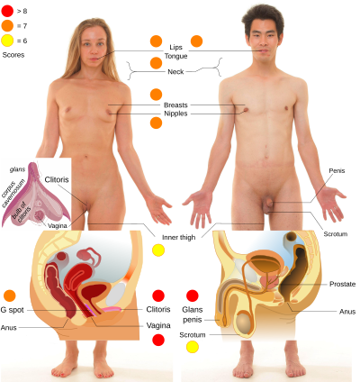 What does testosterone mean