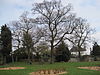 Princes Park tree.JPG