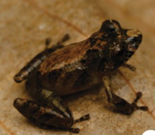 <i>Pristimantis ockendeni</i> Species of frog