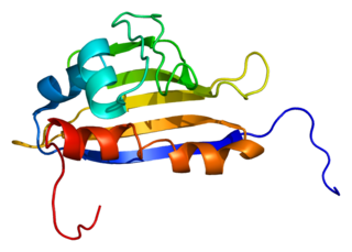 AHSA1 Protein-coding gene in the species Homo sapiens