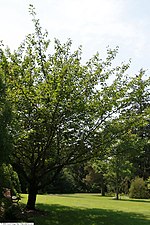 Thumbnail for File:Prunus serrulata Kwanzan 10zz.jpg