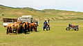 Konie mongolskie przed wyścigiem