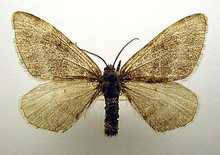 <i>Psychophora</i> Genus of moths