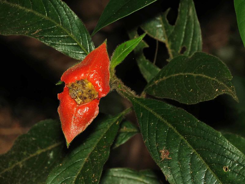 File:Psychotria - Flickr - treegrow (1).jpg