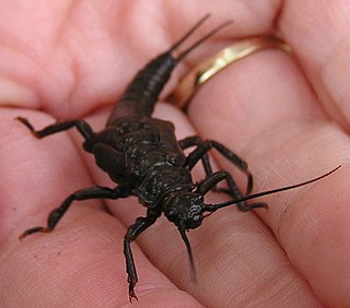 <i>Pteronarcys pictetii</i> Species of stonefly