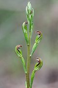 Pterostylis multiflora