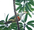 Thumbnail for Wallace's fruit dove