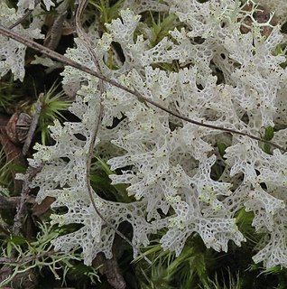 <i>Pulchrocladia retipora</i> Species of lichen