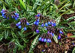 Thumbnail for Pulmonaria longifolia