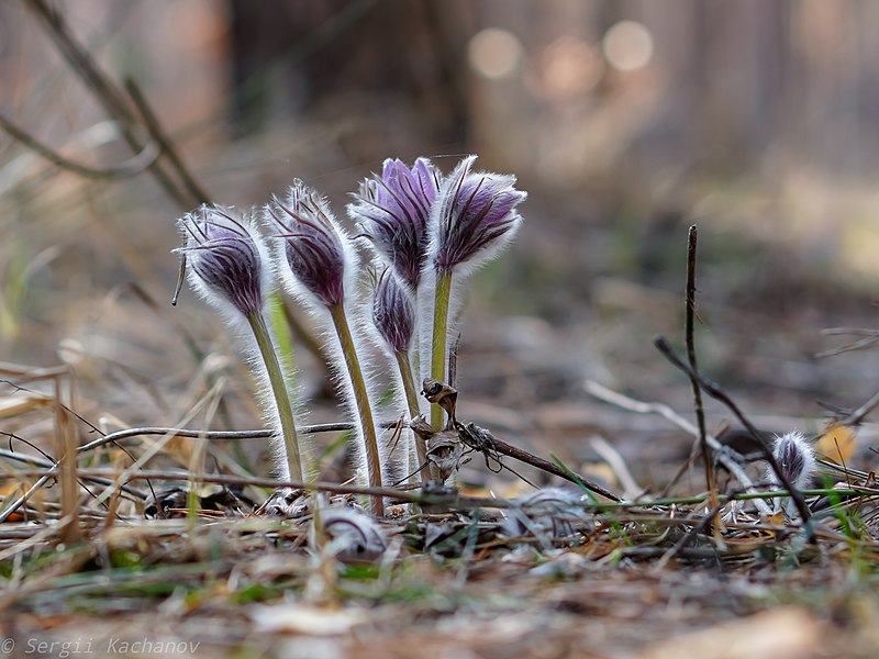 File:Pulsatilla patens 37.jpg