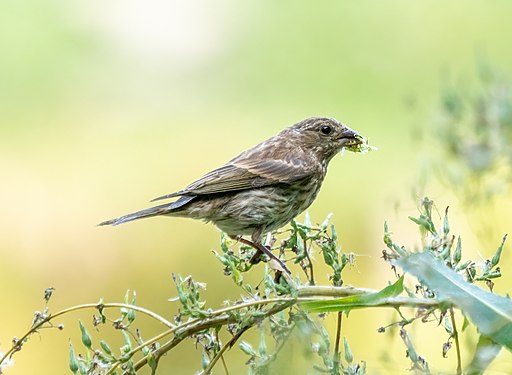 Purple finch, Green-Wood Cemetery