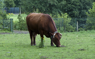 <span class="mw-page-title-main">Belgian Red cattle</span> Breed of cattle