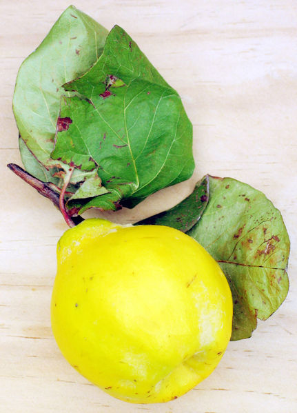 File:Quince.jpg