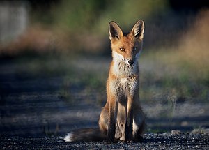 Fox