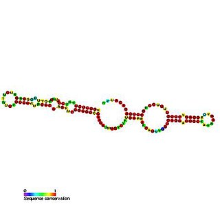 <span class="mw-page-title-main">Small Cajal body specific RNA 20</span>