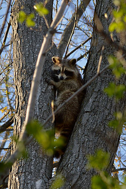 Raccoon (Procyon lotor)