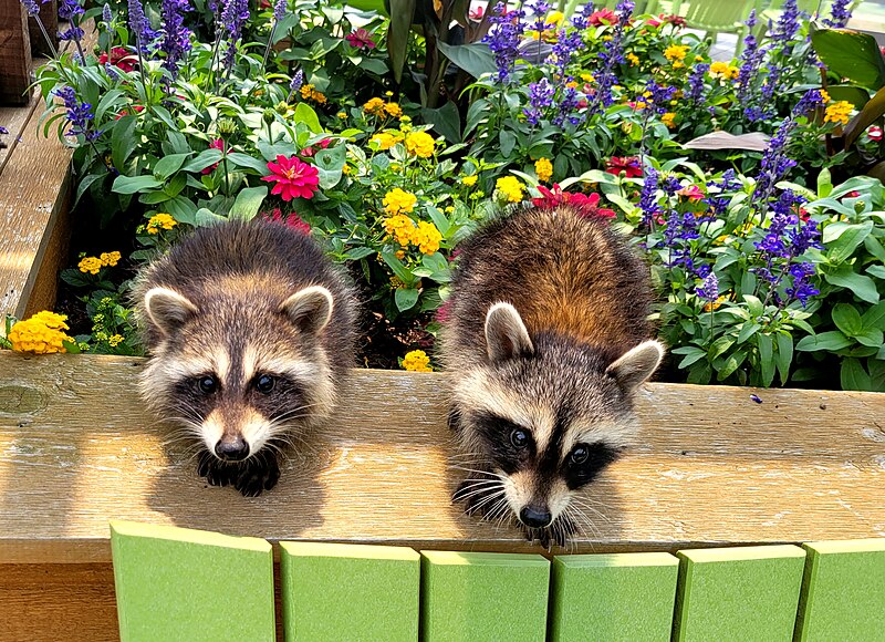 File:Raccoon siblings.jpg