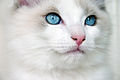 Eine Jungkatze mit auffällig blauen Augen und weißen Flecken in der Form eines umgekehrten „V“ im Gesicht. Dieses Farbmuster wird als Bicolour bezeichnet.