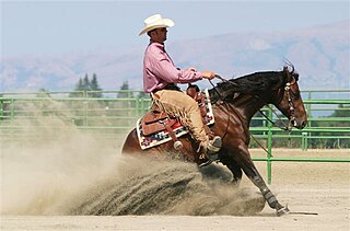 <span class="mw-page-title-main">Reining</span> Type of western horse riding competition