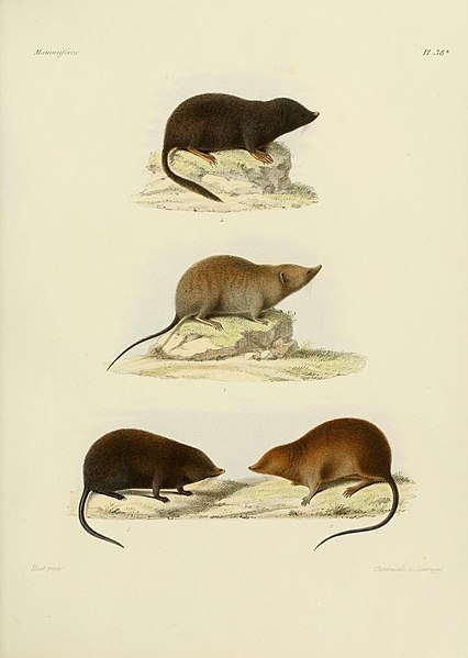 File:Recherches pour servir à l'histoire naturelle des mammifères (Pl. 38B) (7093187399).jpg