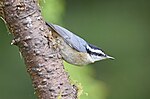Thumbnail for File:Red-breasted Nuthatch 4790m.jpg