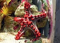A red knob sea star, Protoreaster linckii is an example of Asterozoan Echinoderm. Red-knobbed.starfish.arp.jpg