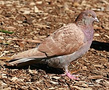 Pigeon biset — Wikipédia