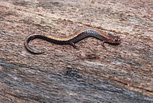 The red back salamander (Plethodon cinereus) defends a territory against intruders. Redback salamander.jpg