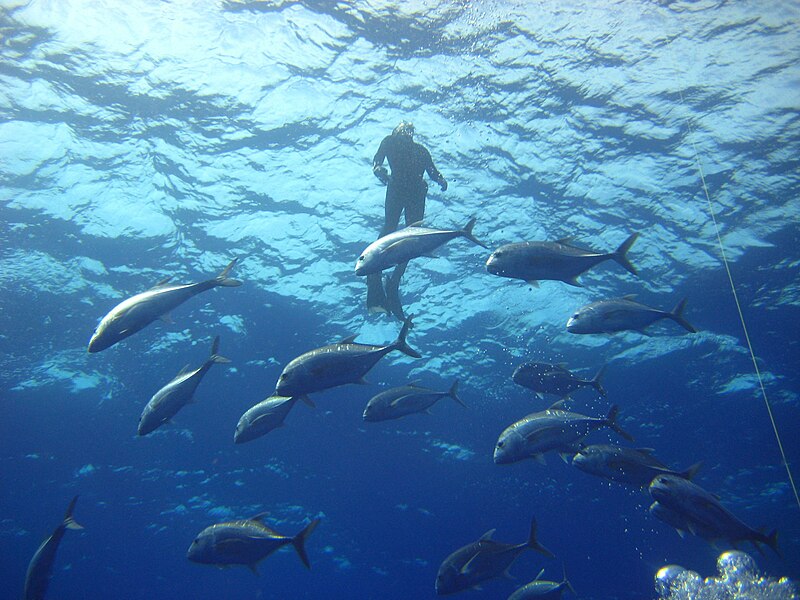 File:Reef2132 - Flickr - NOAA Photo Library.jpg